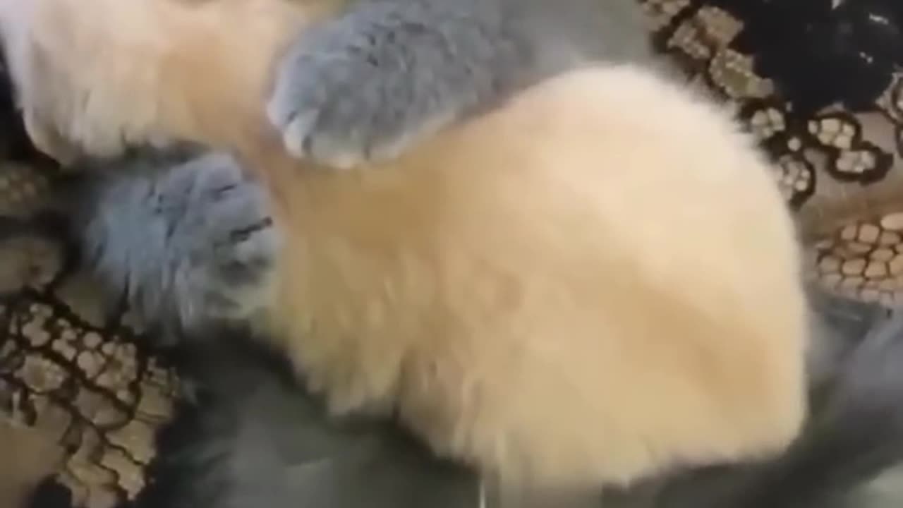 Cute cat hug in little baby