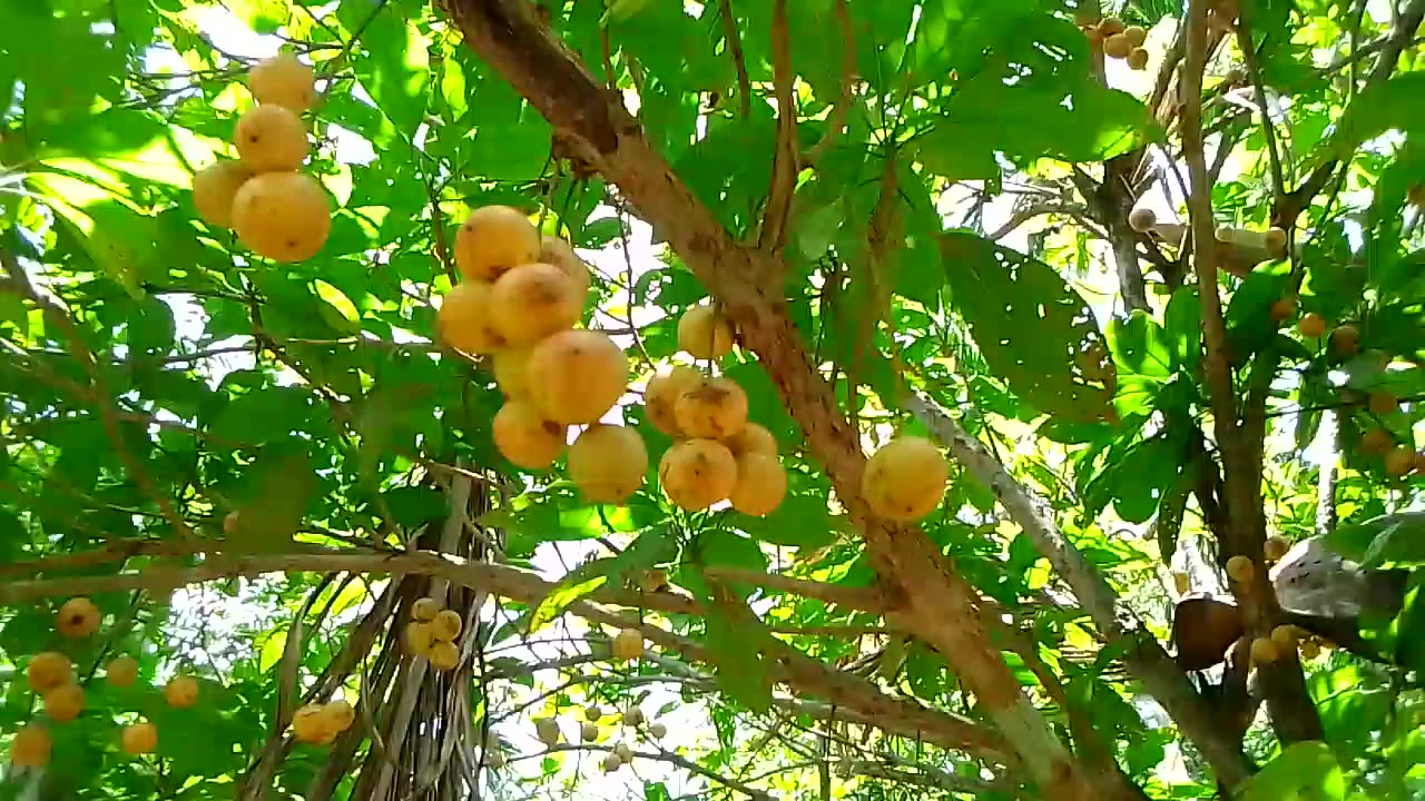 Wild fruit 😍 Do you know Guys. guess the Name of fruit ?