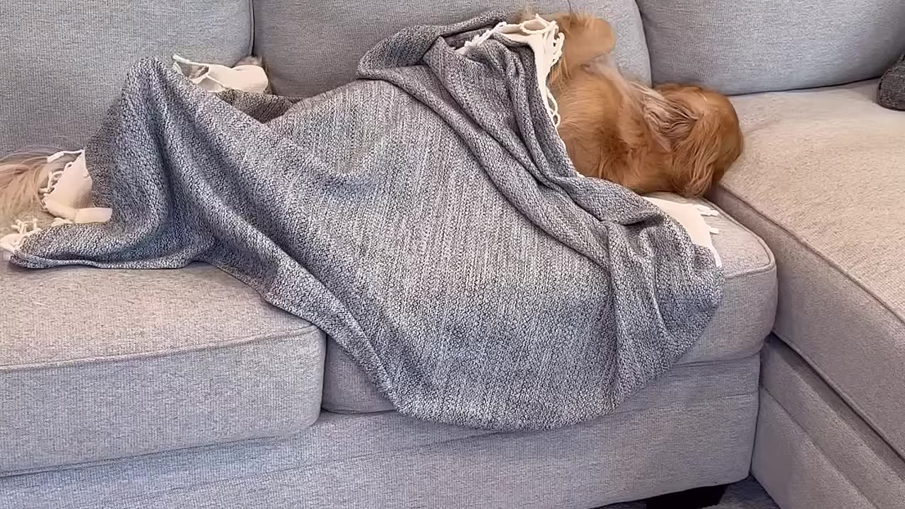 My dog ruined my clothes!