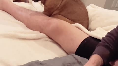 Dog’s reaction as its human plays with his baby will melt your heart