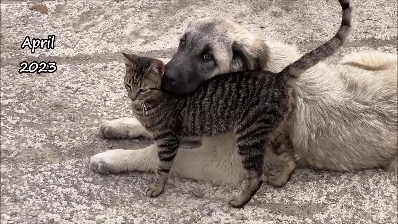 Big Dog Who Grew Up Among Cats Is Now So Gentle To All Cats