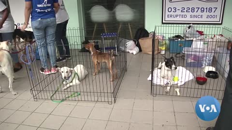 Increasing Numbers of Pets in Malaysia Abandoned Because of Pandemic