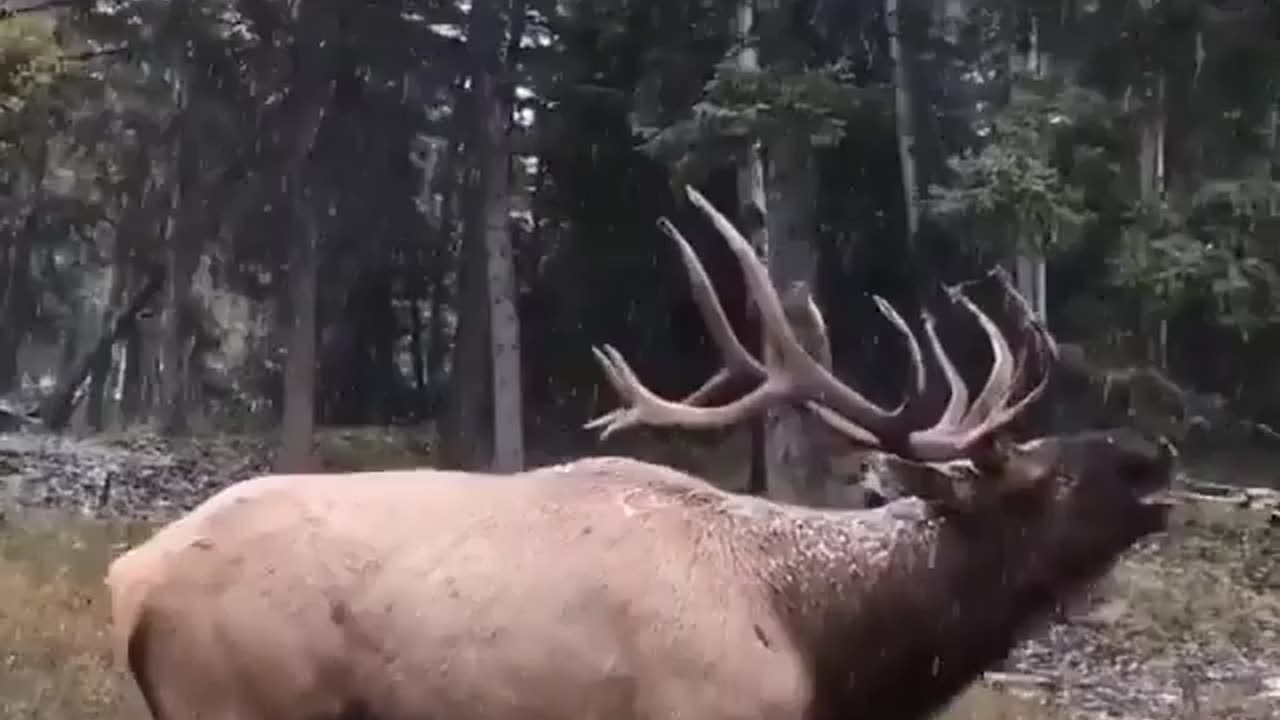 Have you ever heard the sound of a male "elk"?