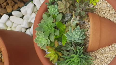 Succulents, Arrangements with Beautiful Succulents.