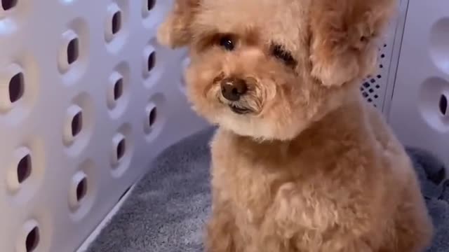 Poodle: Puppy's First Bath, Drying