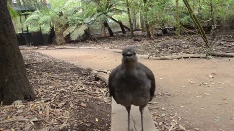 lyrebird-the-best-songbird ever