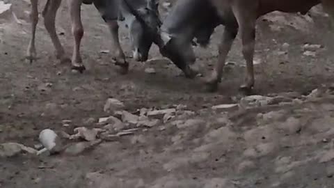 A fight between two cows