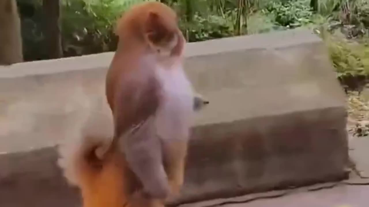 Monkey Running