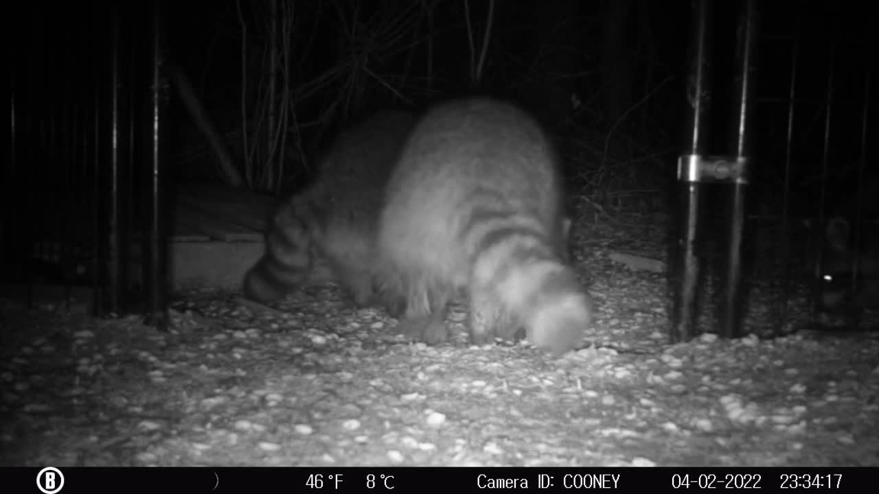 Benny the Raccoon Refuses to Share Food with Best Friend