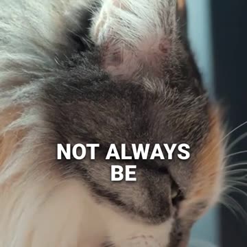 Feed Your Feline Friend With Hands 🐱✋