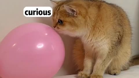 Thecatlickedtheballoonandscaredthecat.