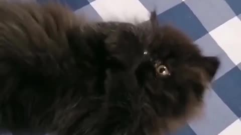 Kitten playing