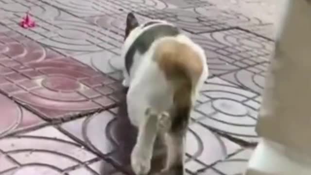 Coward cat