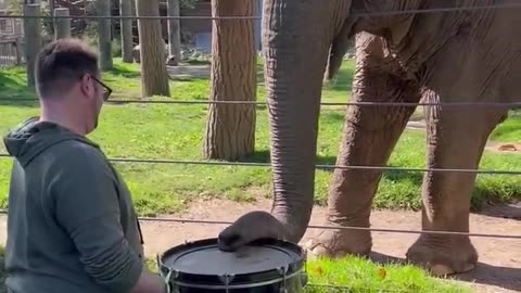 Elephant 🐘 learns to play drum 🥁