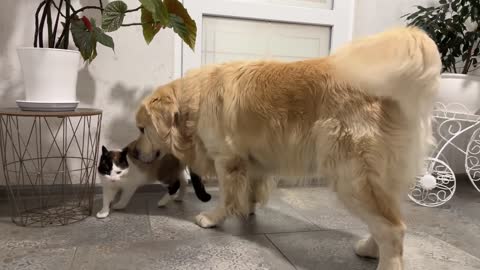 Golden Retriever Shocked by Nervous Cat [Simon tired of dog kisses]