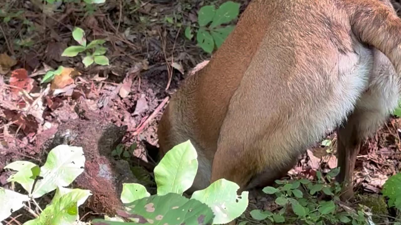 Belgian Malinois dog scares himself slinging dirt!!!😂😂😂