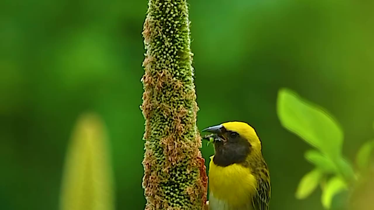 Wildlife with a natural perspective & Funs