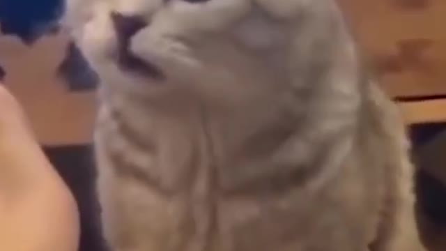 Funny cat