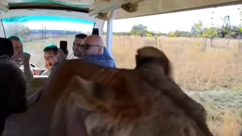 #funny big cat#lion king#melt ur heart#Lion wants some love n pets