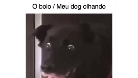 Dog funny video