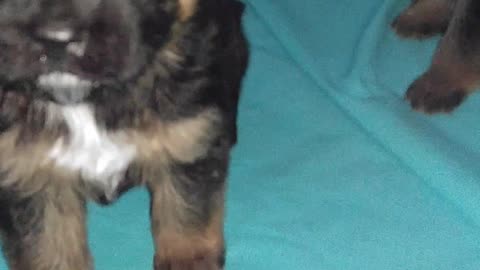 German Shepherd PUPPIES a few weeks old DAM CUTE!! Jule and Romes puppies PART 2