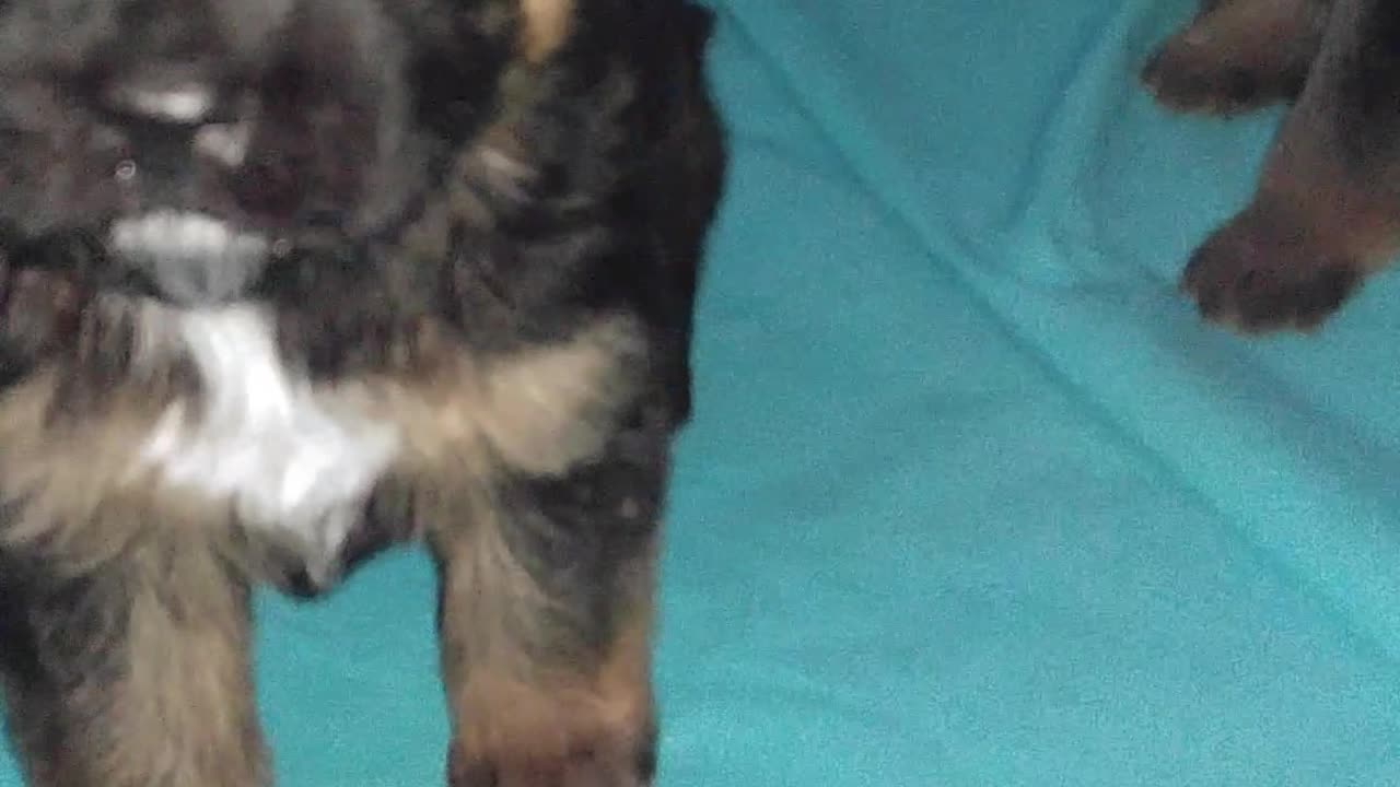 German Shepherd PUPPIES a few weeks old DAM CUTE!! Jule and Romes puppies PART 2