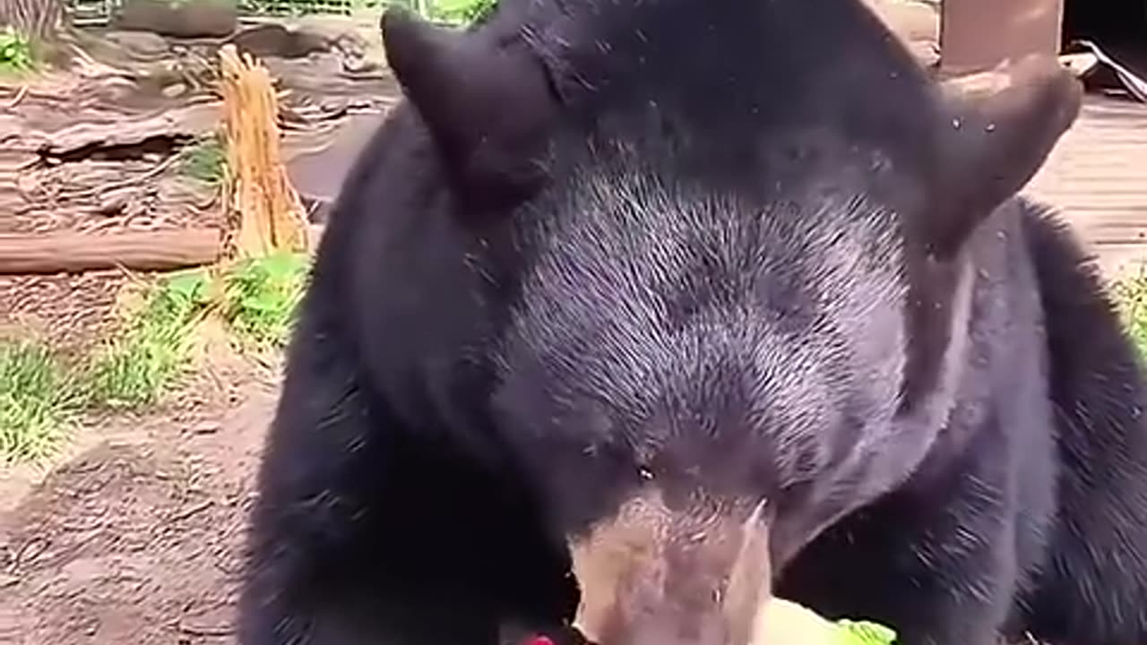 Rescue a bear cub