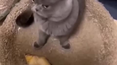 Funny cat meowing