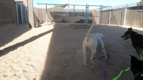 14 fatos surpreendentes sobre cães