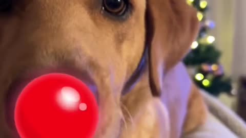 My Christmas dog video