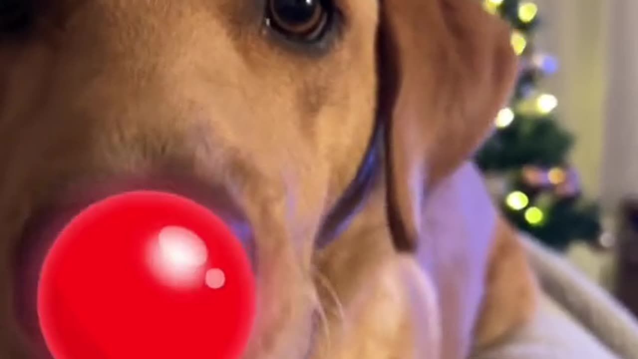 My Christmas dog video