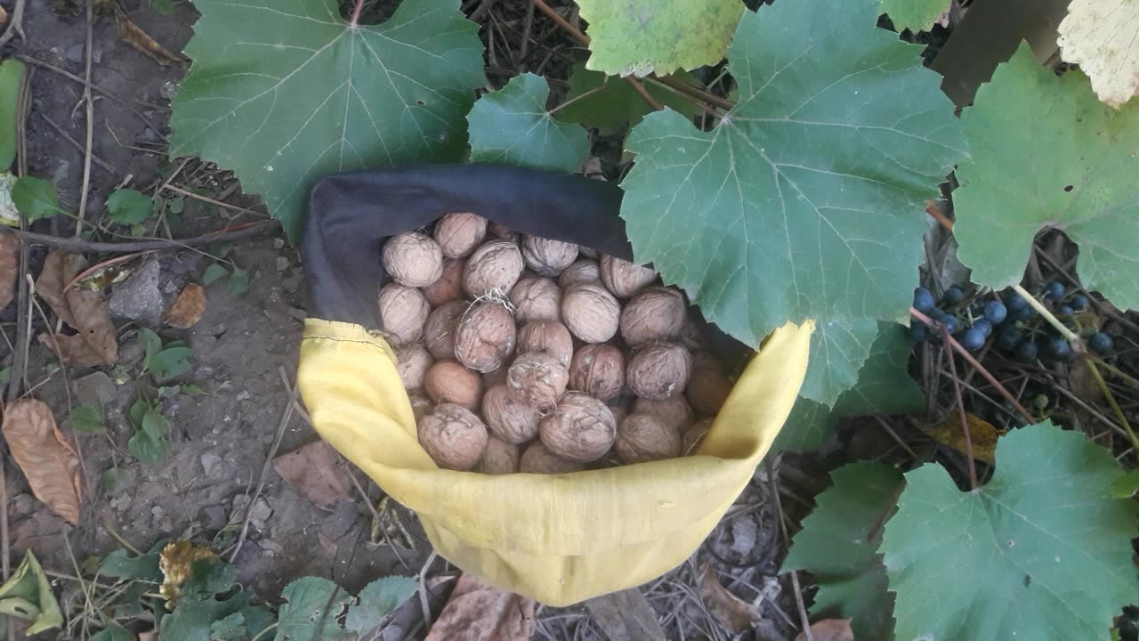 We continue to harvest walnuts