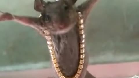 RAT IN TROUBLE