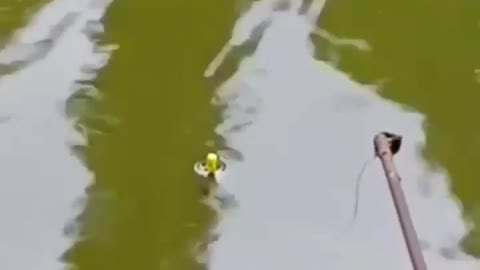 This is a beautiful and charming water-dwelling species