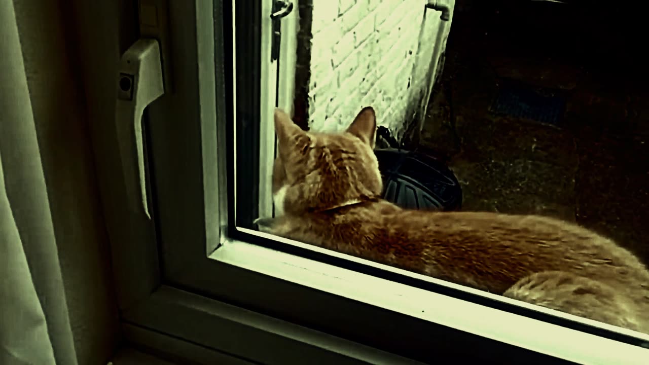 Psycho cat
