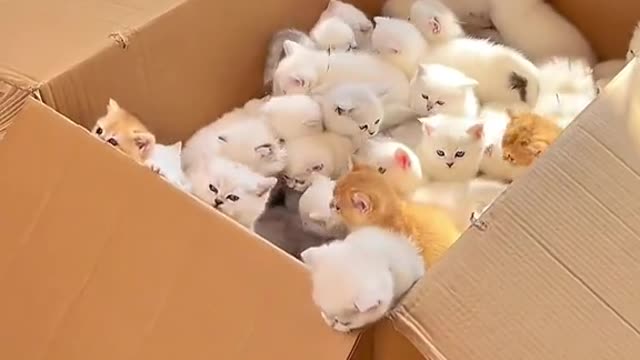 A box of kittens 😍😍😍