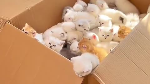 A box of kittens 😍😍😍