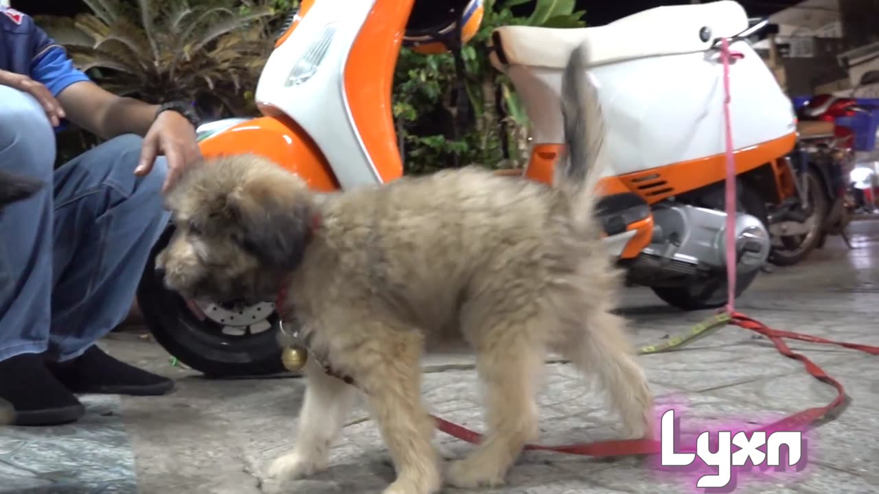 Cute street puppies ever|| just look at them AWWW😍❤️