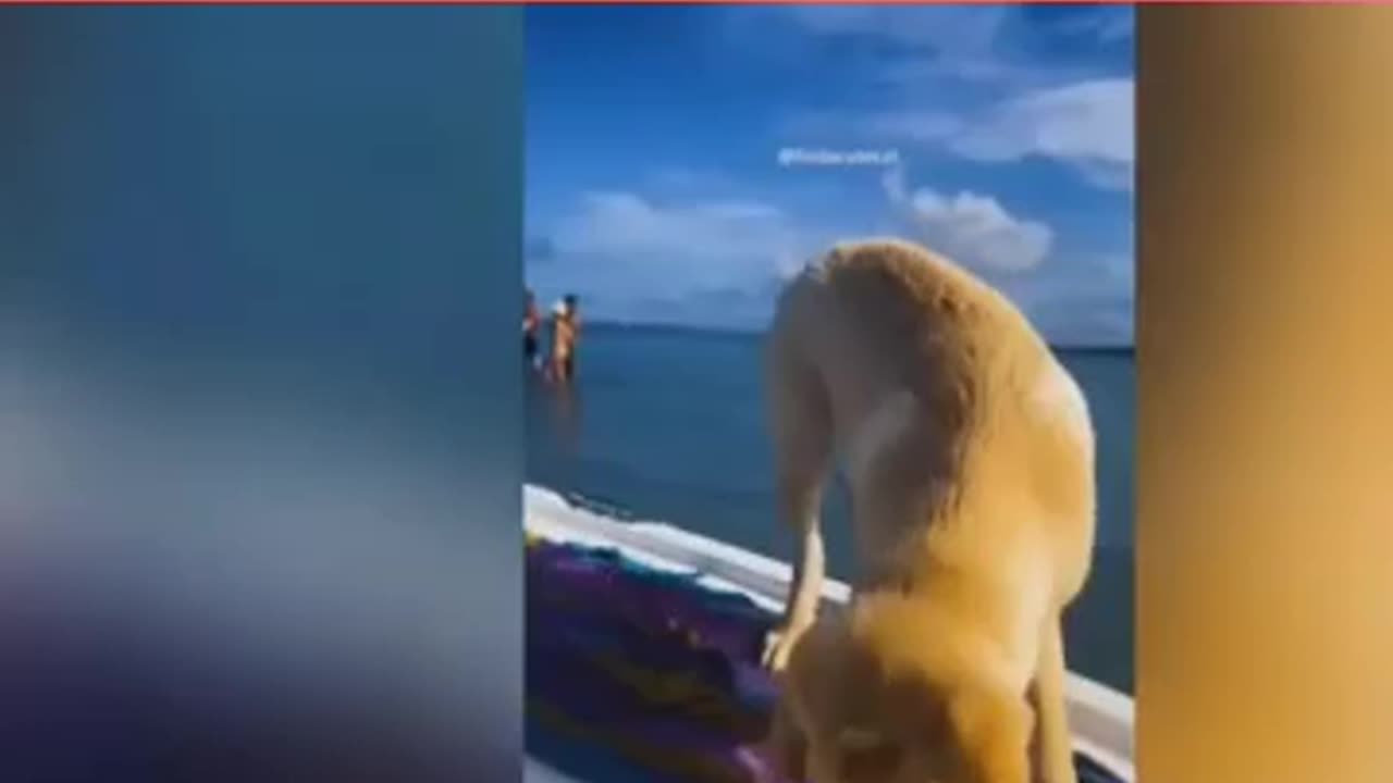This video is cat and the dog πΆπ very funny video