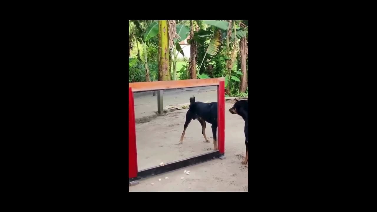 The FUNNIEST Animal Videos of 2024! It's Hard Not to Laugh