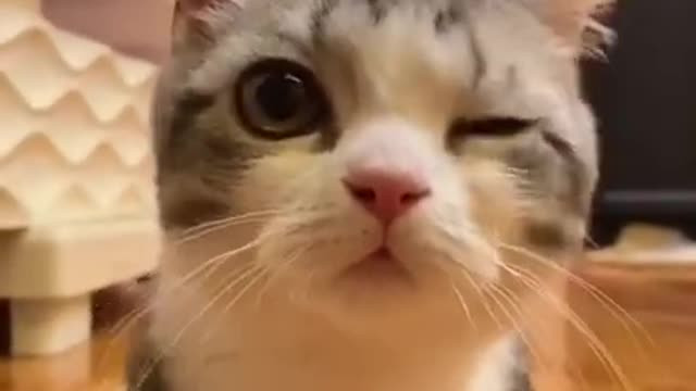 Latest version of the year|Cute little Kitty|Interesting pet dogs and cats