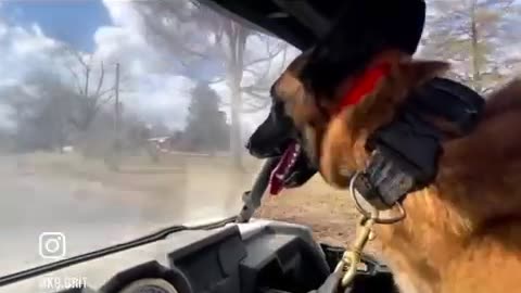K9 GRIT Spring Training