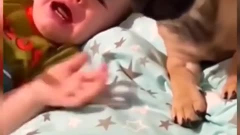 Dog crying with boy