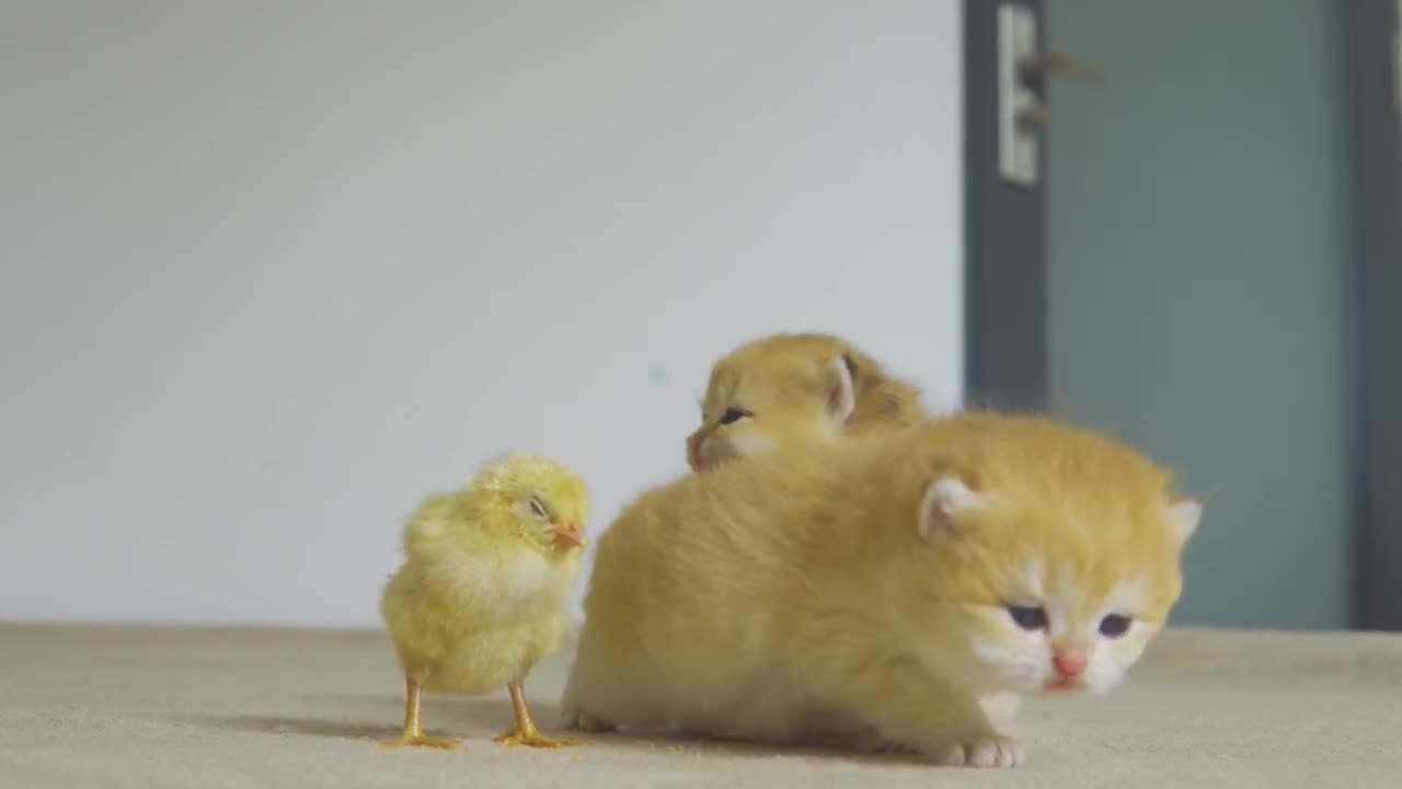 The Kitten Pudding is calling the Chicks for coming back