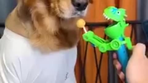 🐶🐶 dog fanny video 🐶🐶