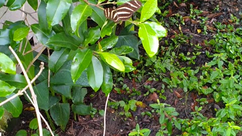 Butterflies in the yard