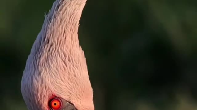 Flamingos visit Xinjiang