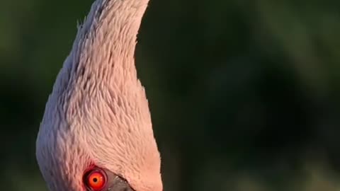 Flamingos visit Xinjiang