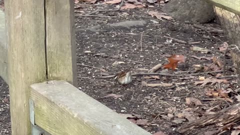 White throated sparrow