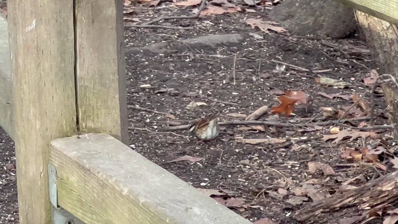 White throated sparrow